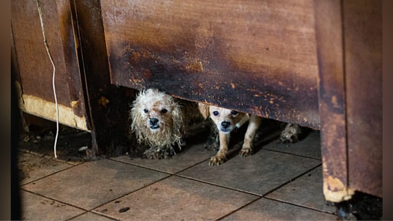 Officials in Houston say workers rescued dozens of dogs living in deplorable conditions.