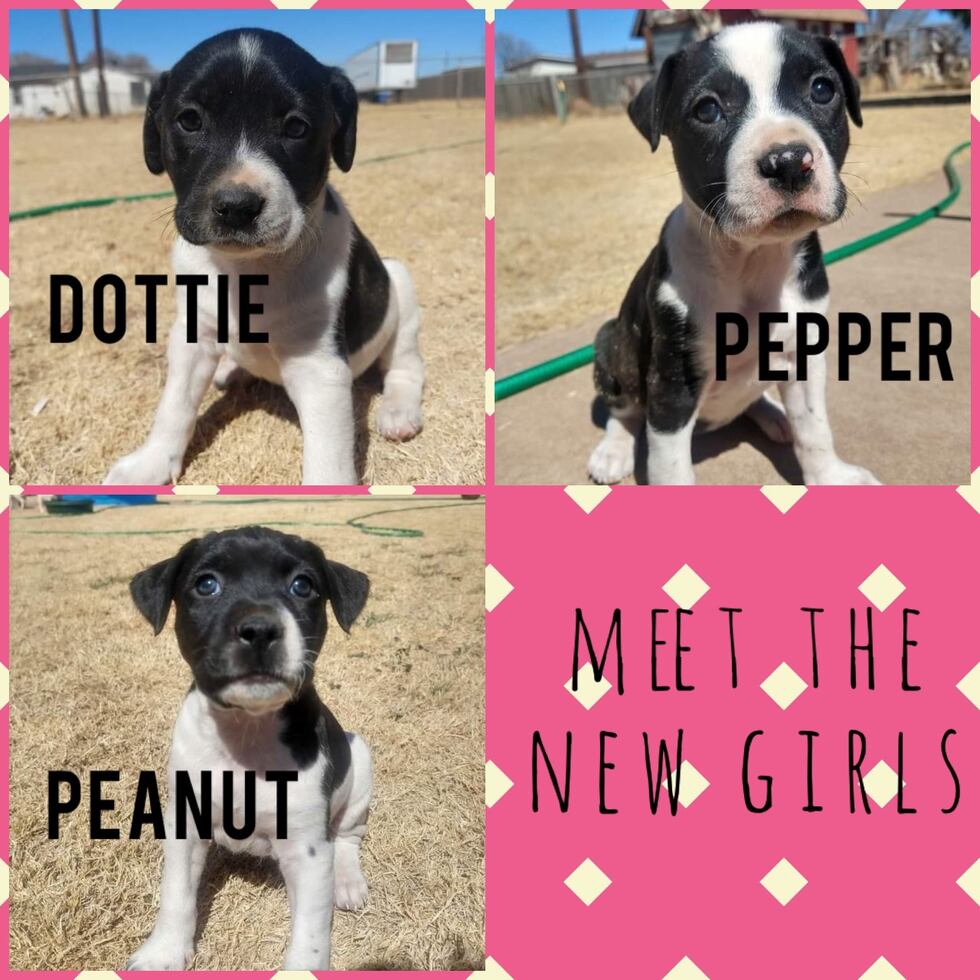 Available at The Good Dog Gang