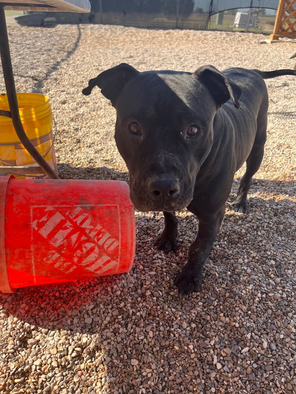 Pinto is available at LAS!