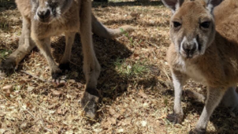The City of Clovis and the Hillcrest Park Zoo have organized a contest for individuals and...