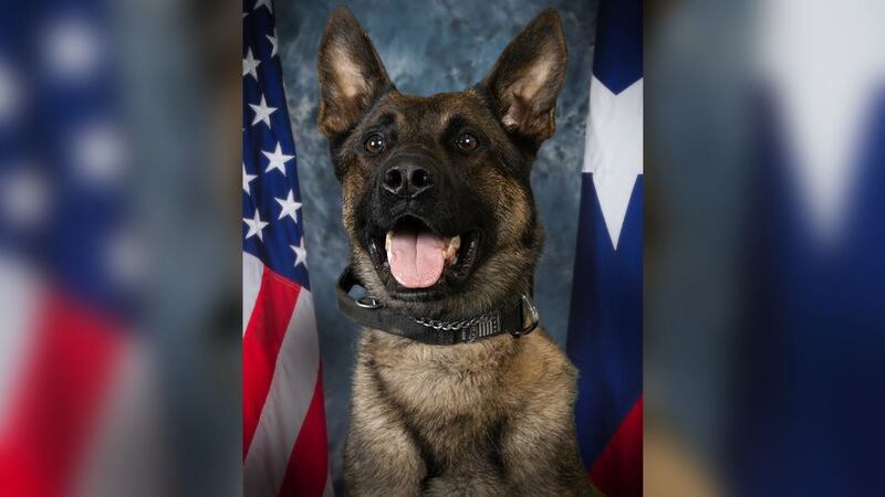 Lenin served as the Baytown Police Department’s first explosive ordinance detection K-9 for...