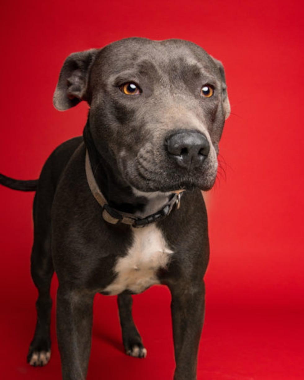 Missy is available at LAS