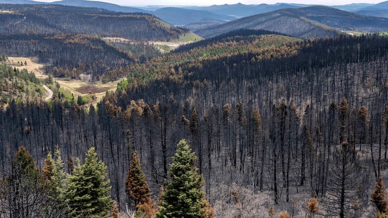 FILE - A forest along NM518 in Mora County, N.M, is scorched by the Calf Canyon/Hermits Peak...