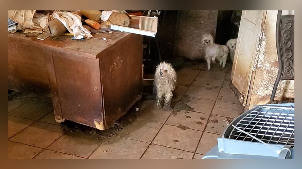 Officials in Houston say workers rescued dozens of dogs living in deplorable conditions.