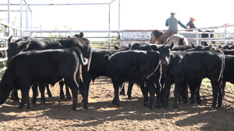 Spade Ranches working cattle near Gail.