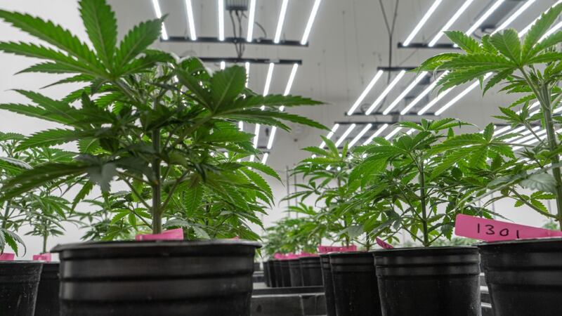 Caprock Family Farms has taken the risk out of hemp farming by moving the plant indoors.