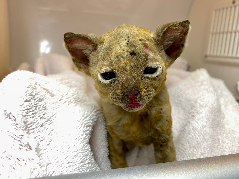 Savannah, kitten saved from dumpster fire